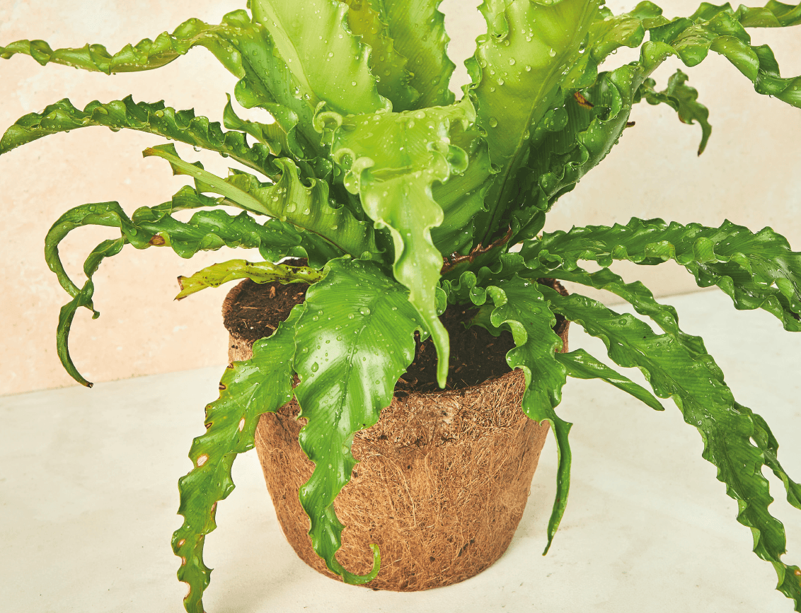 pote planta Pote