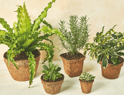 pote planta Pote