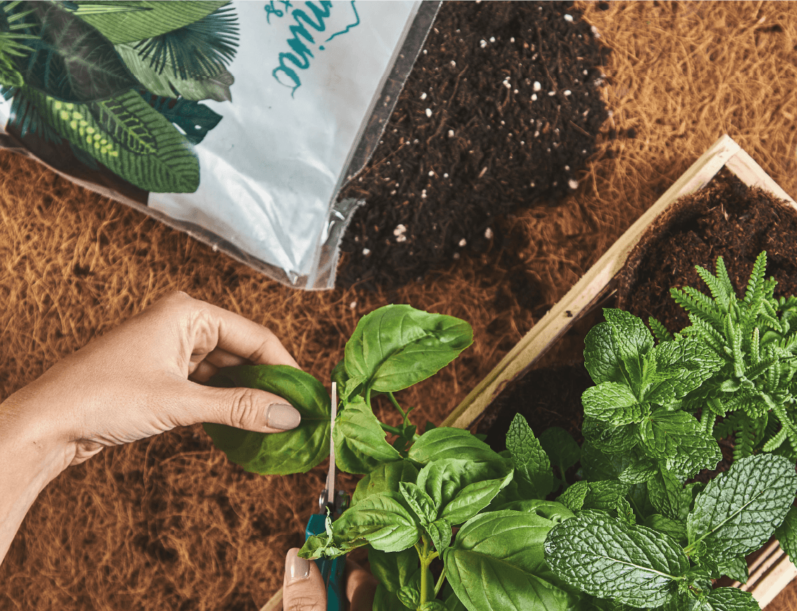 SOIL FOR PLANTS