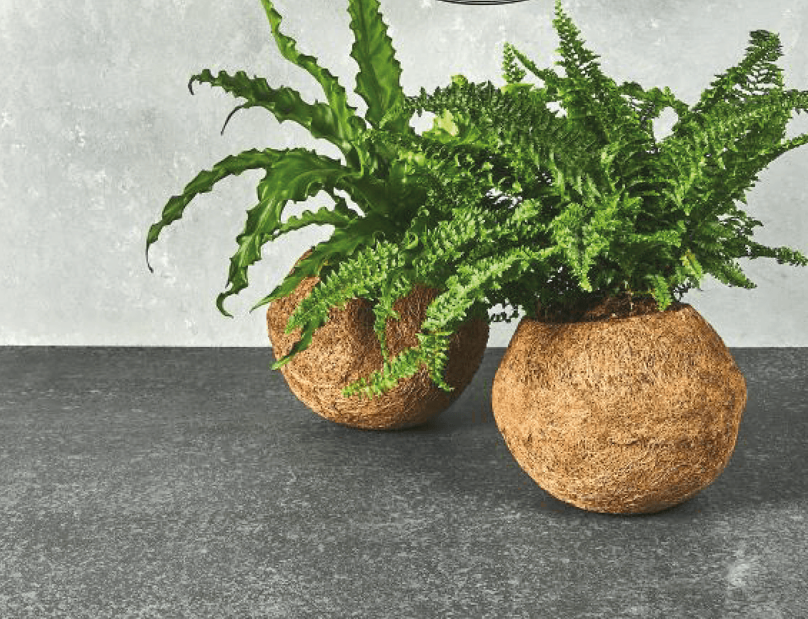 KOKEDAMA