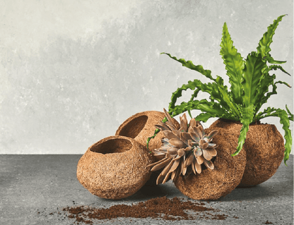 KOKEDAMA