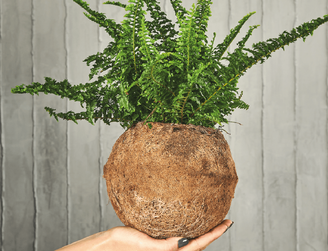 KOKEDAMA